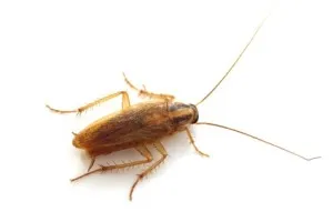 Cockroach